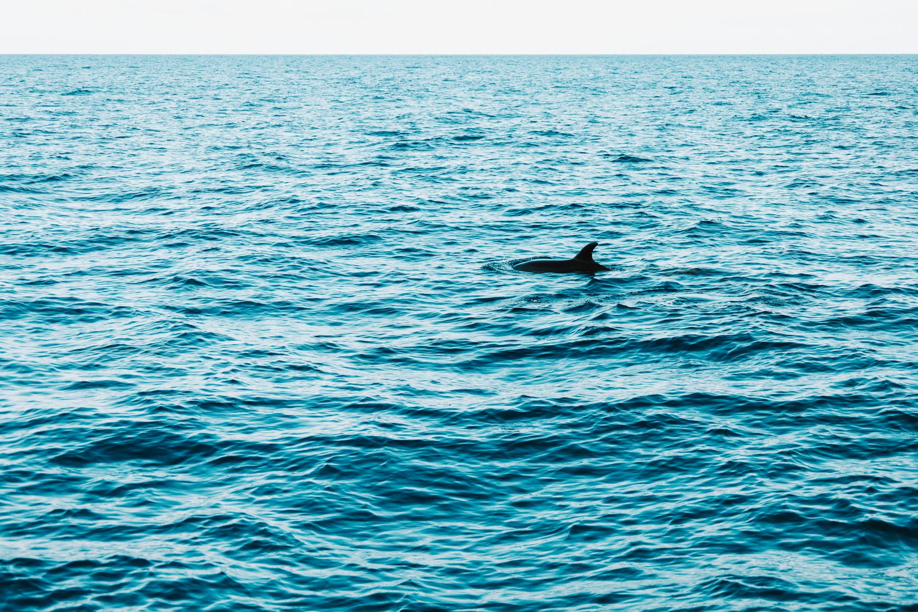 Dolphin Boat Trip